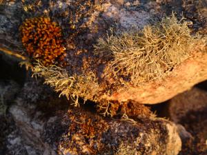 Lichen on old Blackhouse