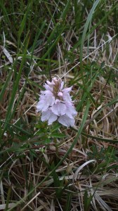 palest pinky white orchid