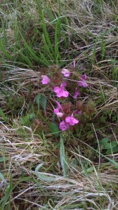 Pink nettle orchid