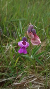 Pink sweet pea orchid