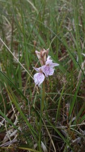 pinky white orchid slender