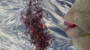 Red bladderwrack and toes on Cliobh beach web