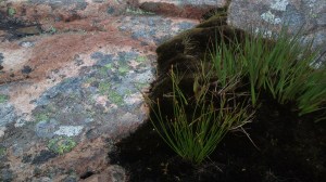 rocky lichen moss