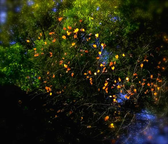 Breton beech leaves illuminated small