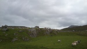 Urgent ovine parliament