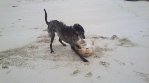 Feisty little French tart