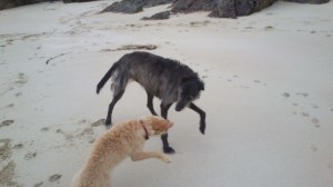 Murphy doing the Spanish horse thing