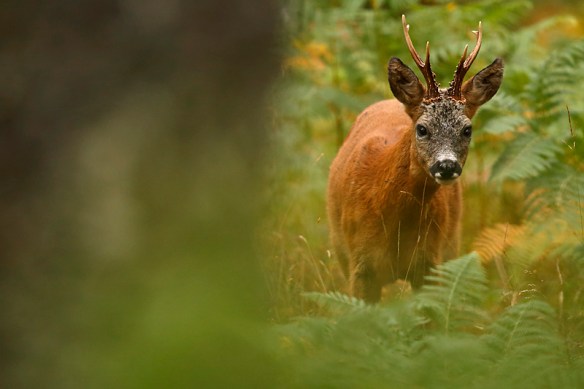 Roe-Deer-016-NeilMcIntyre