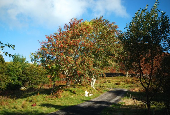 mjs-rowan-copse-landscape
