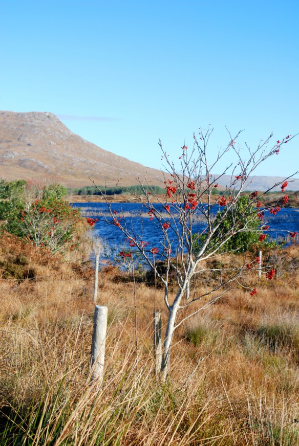 rowan-loughen-mountain-view-from-the-horse-fair