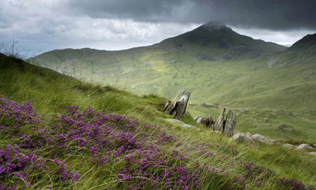 snowdonia-heather