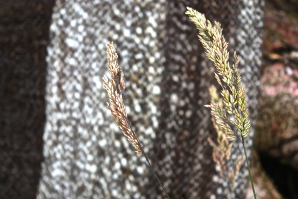 Dark Jacob poncho grasses