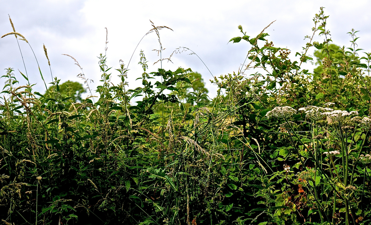 Summer hedgerow