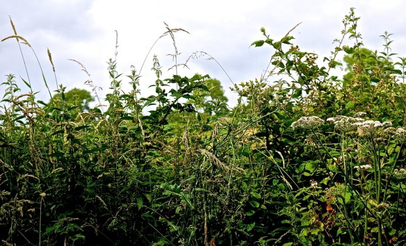 Summer hedgerow