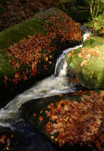 Rushing stream portrait