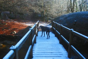 Murph on snowy boar pool bridge 1